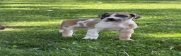 Great Dane dogs for sale: Parker Great Dane  - Ad 10