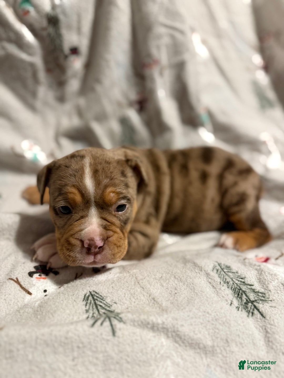 Olde English Bulldogge dogs for sale: Beth  - Ad 6
