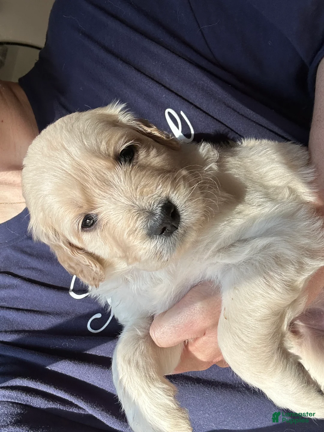 Goldendoodle dogs for sale: Goldendoodle Puppy 8 - Ad 1