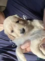 Goldendoodle Puppy 8