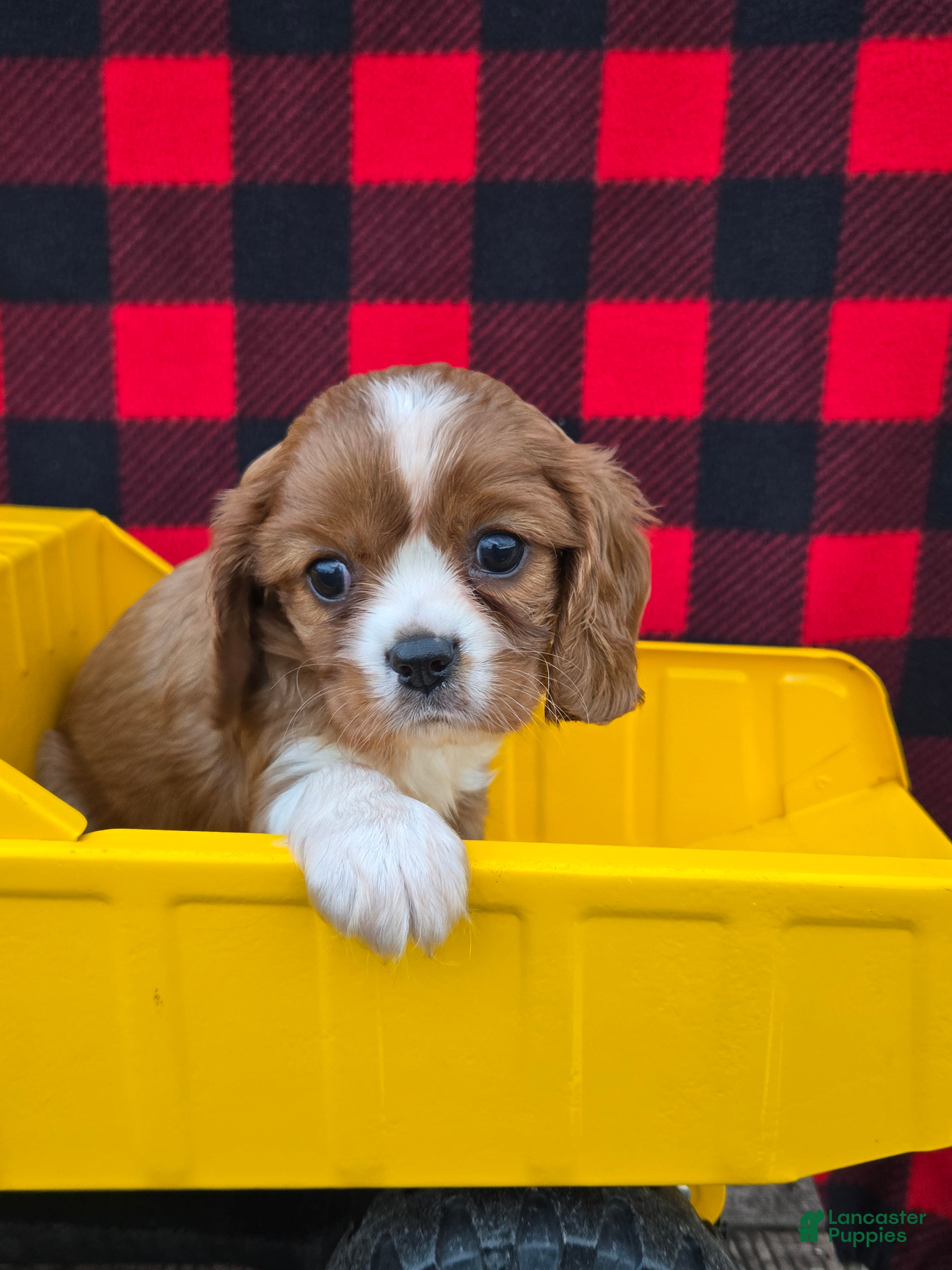 Cavalier King Charles Spaniel dogs Daisy - Ad 1