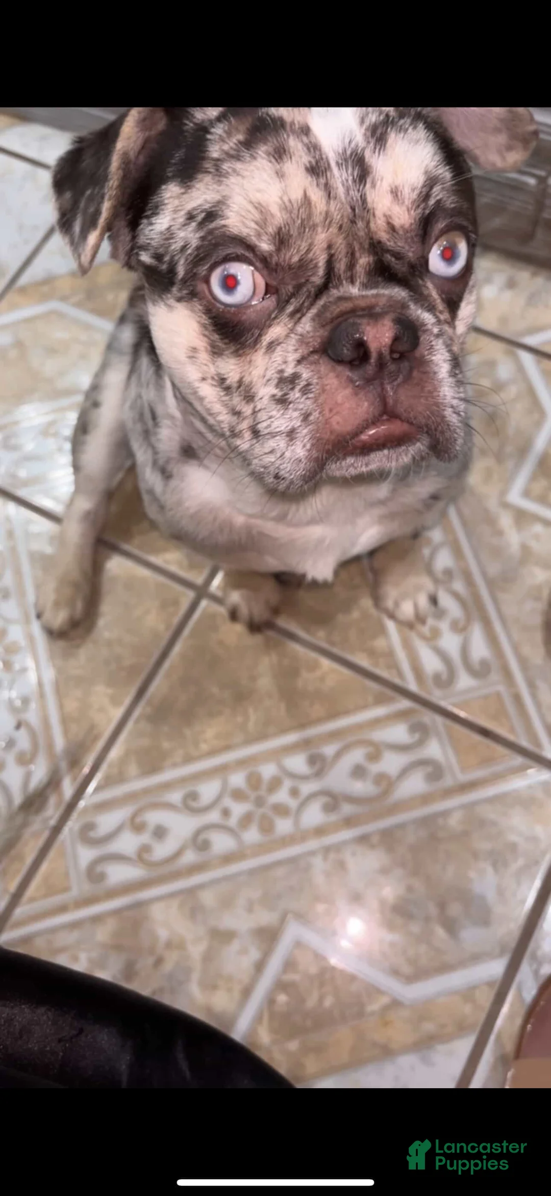 French Bulldog dogs for sale: French Bulldog Puppy 1 - Ad 10