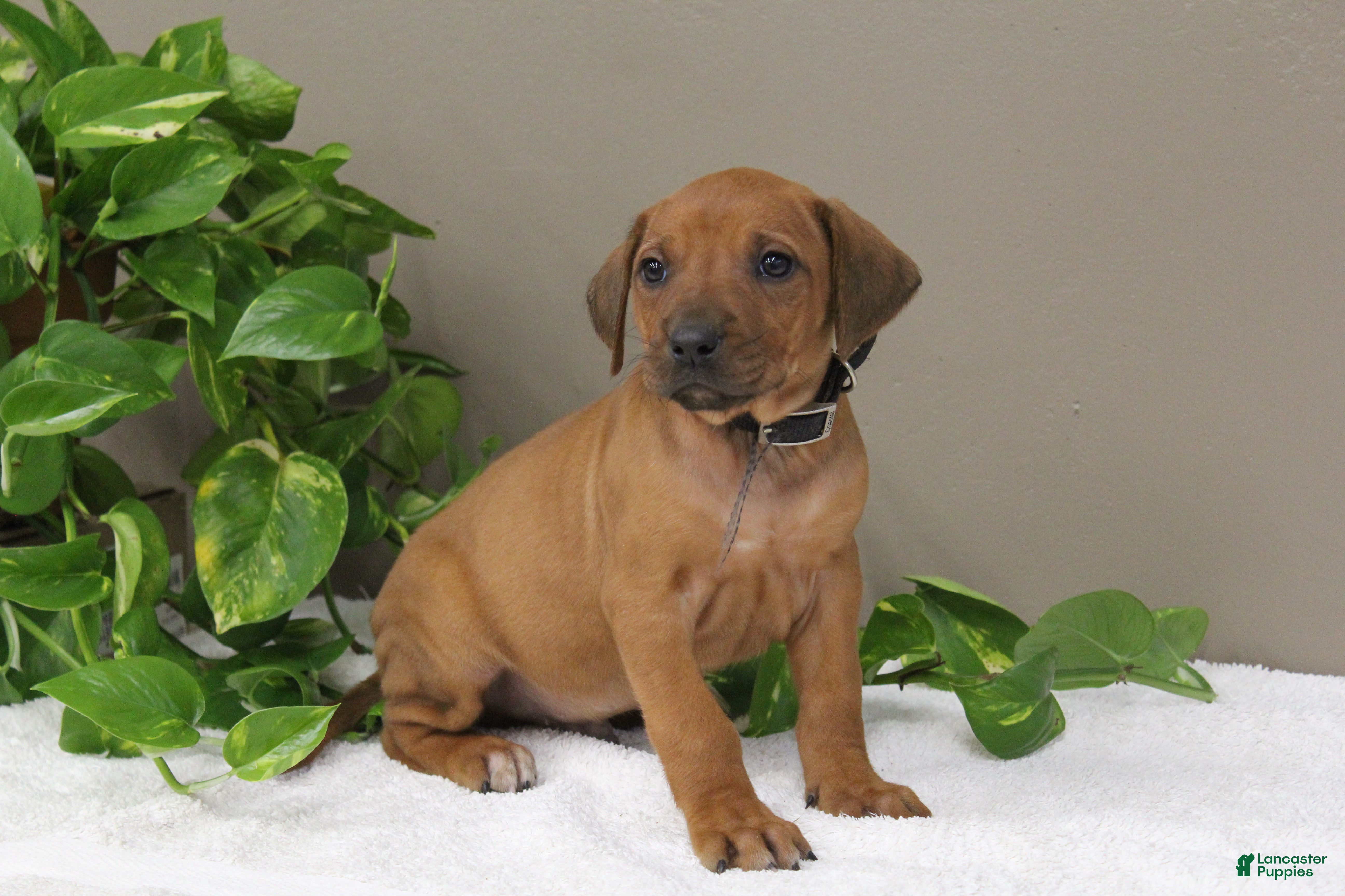 Rhodesian Ridgeback dogs Boxer - Ad 1
