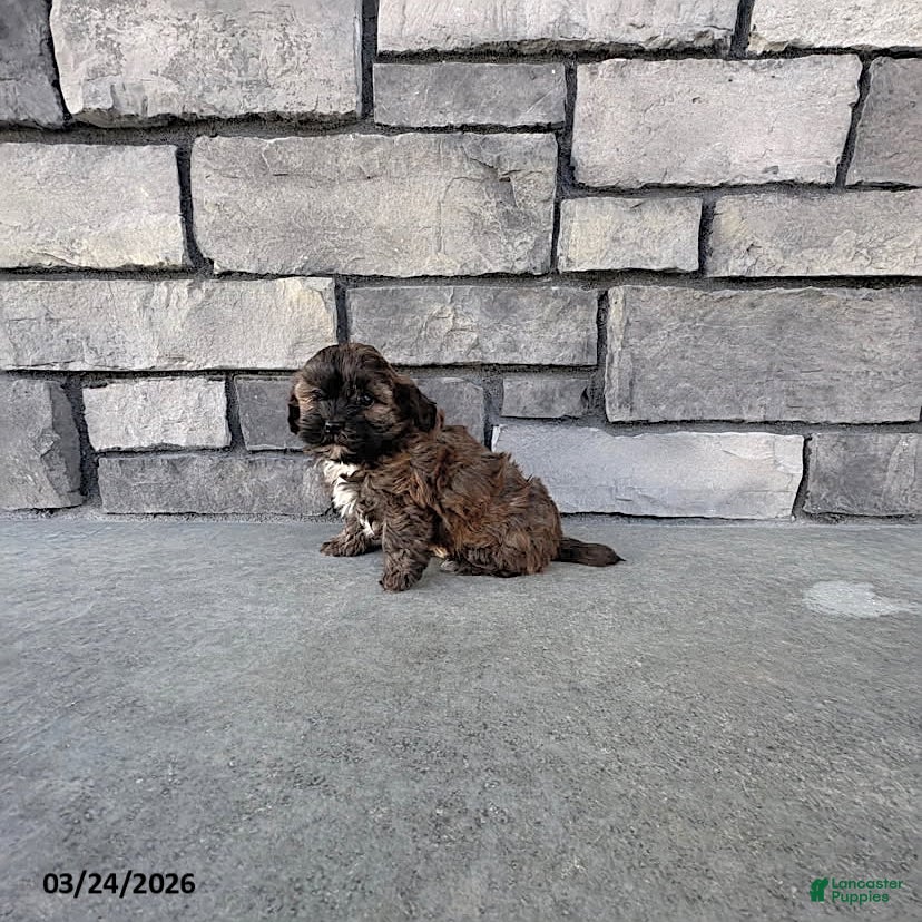 Shihpoo dogs Mason - Ad 1