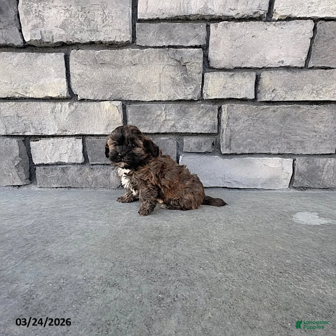 Shihpoo dogs for sale: Mason - Ad 1
