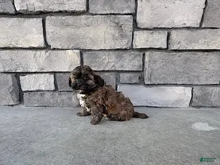 Shihpoo dogs for sale: Mason - Ad 1