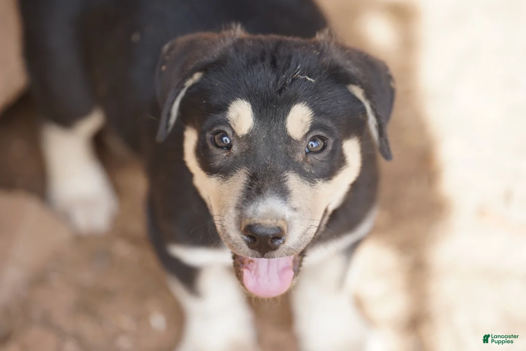 Mixed Breed dogs for sale: Bansky Tri M - Ad 2