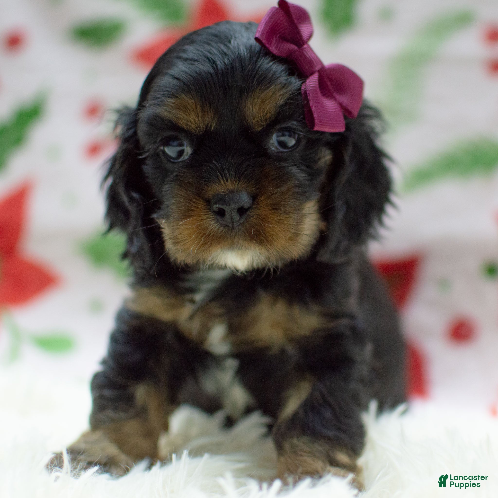 Cocker Spaniel dogs Noelle - Ad 37