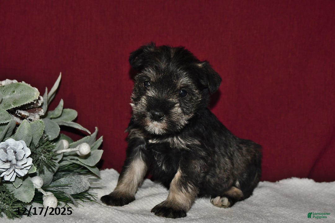 Miniature Schnauzer dogs for sale: Trixie - Ad 1