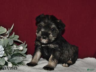 Miniature Schnauzer dogs Trixie - Ad 38
