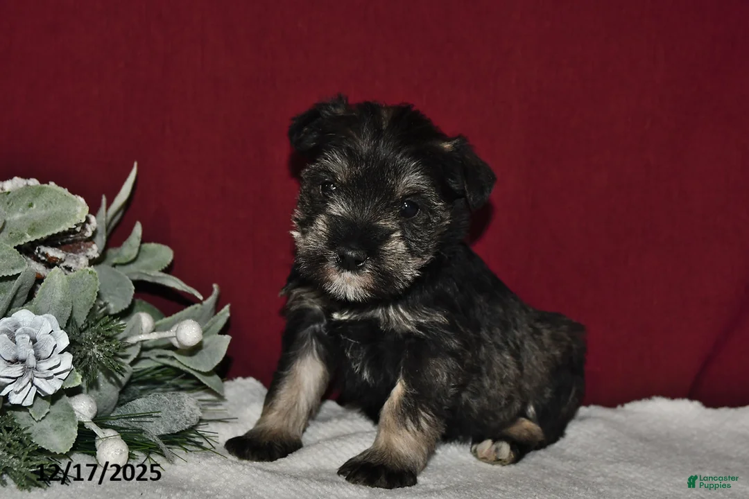 Miniature Schnauzer dogs for sale: Trixie - Ad 1