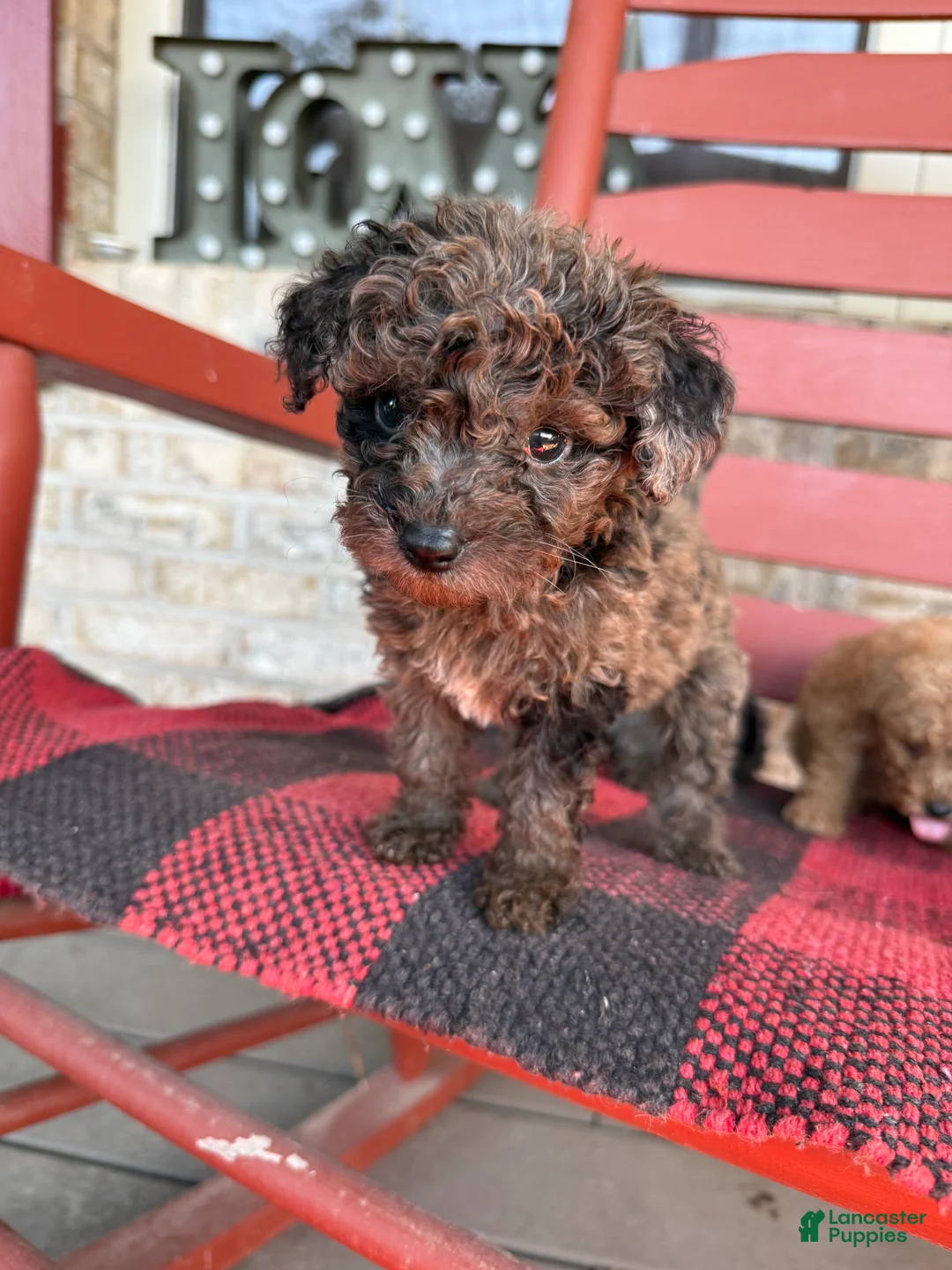 Mini Aussiedoodle dogs for sale: Coco - Ad 2