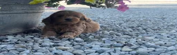 Mini Goldendoodle dogs for sale: Miles Mini Goldendoodle  - Ad 6