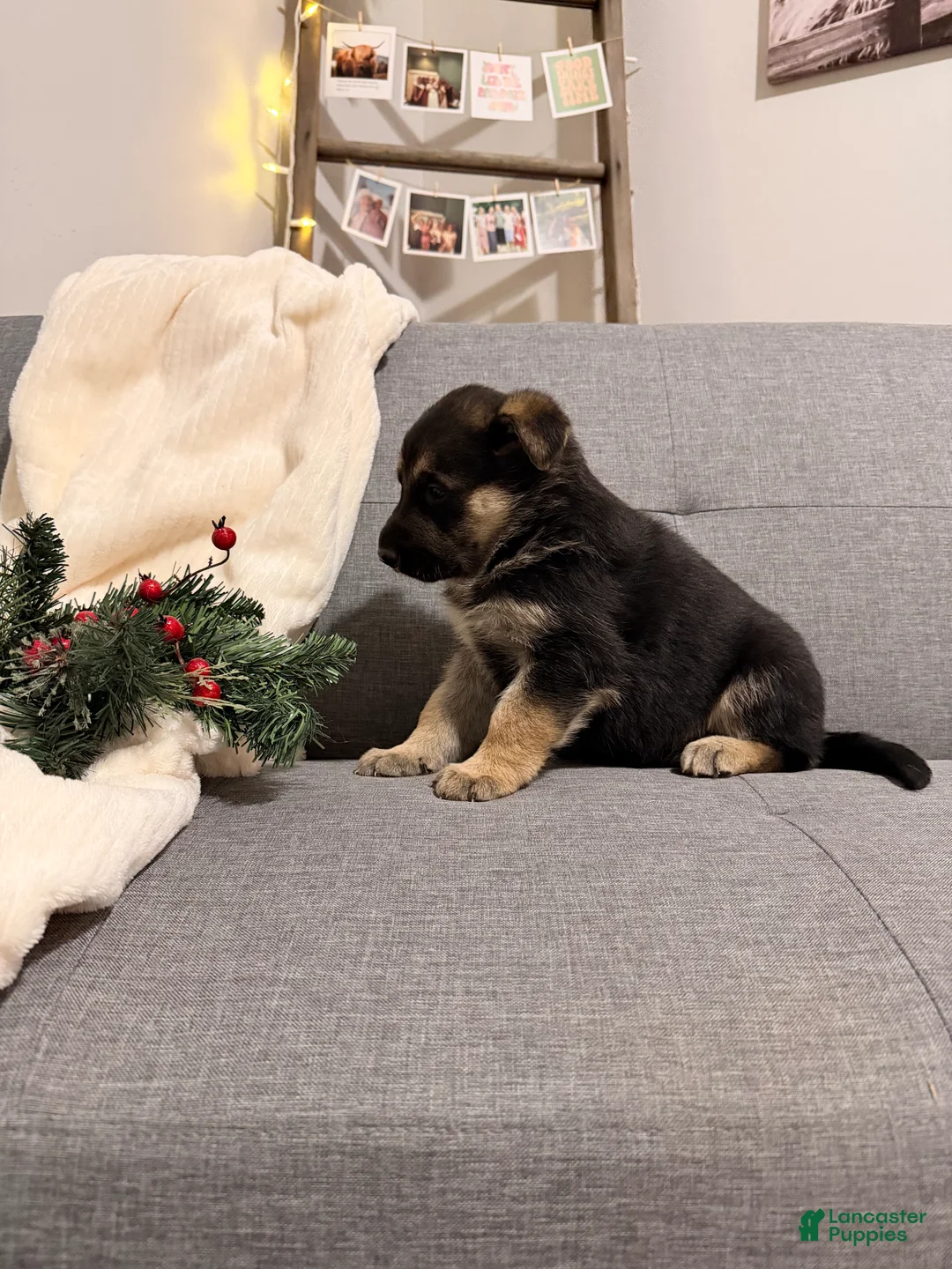 German Shepherd dogs for sale: German Shepherd Puppy 3 - Ad 2