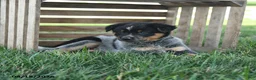 Australian Cattle Dog dogs for sale: Beauty - Ad 2