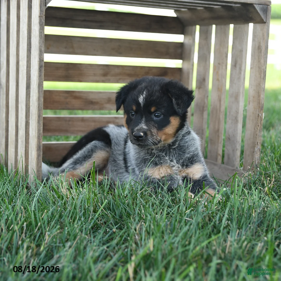 Australian Cattle Dog dogs for sale: Beauty - Ad 2