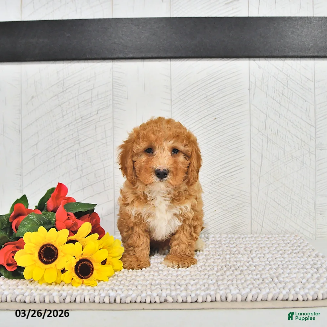 Mini Goldendoodle dogs for sale: Fido - Ad 1
