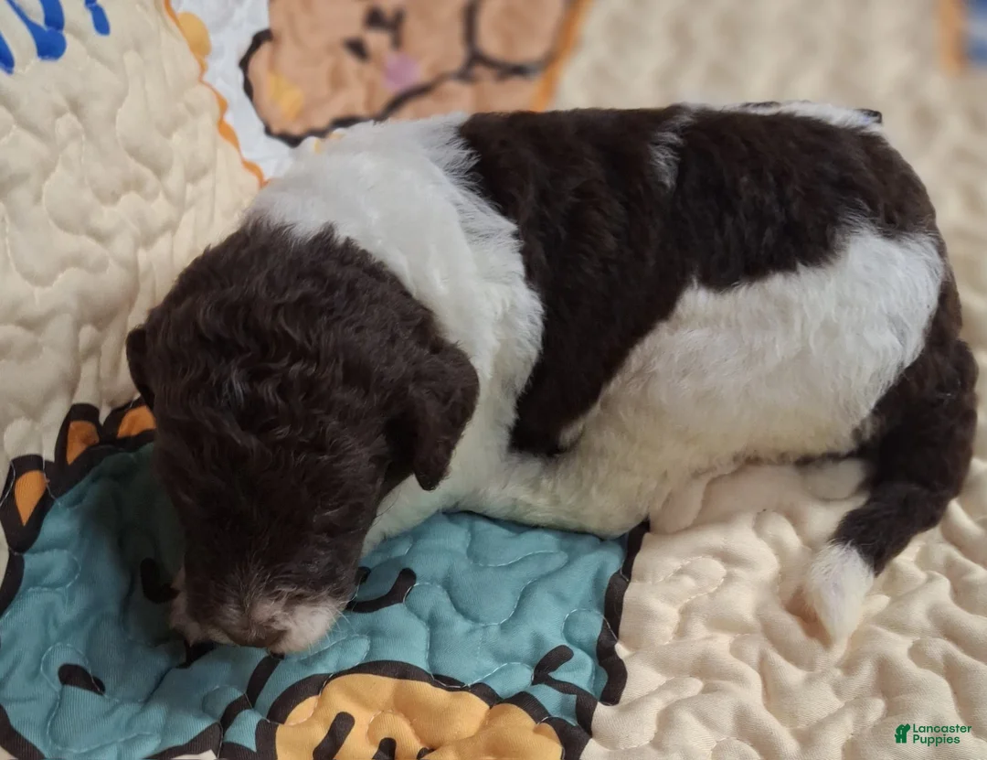 Labradoodle dogs for sale: Gloxinia  - Ad 2