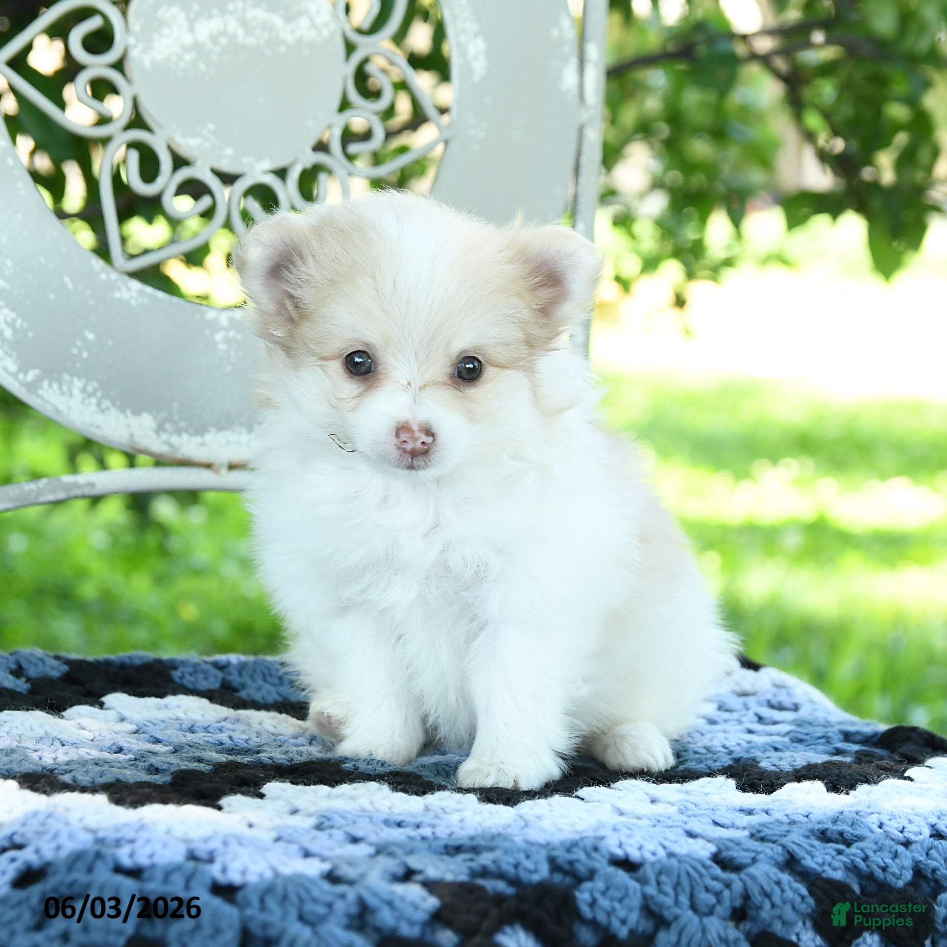 Pomeranian dogs for sale: Polly - Ad 2
