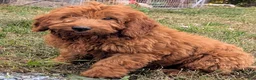 Miniature Labradoodle dogs for sale: Sammi - Ad 7