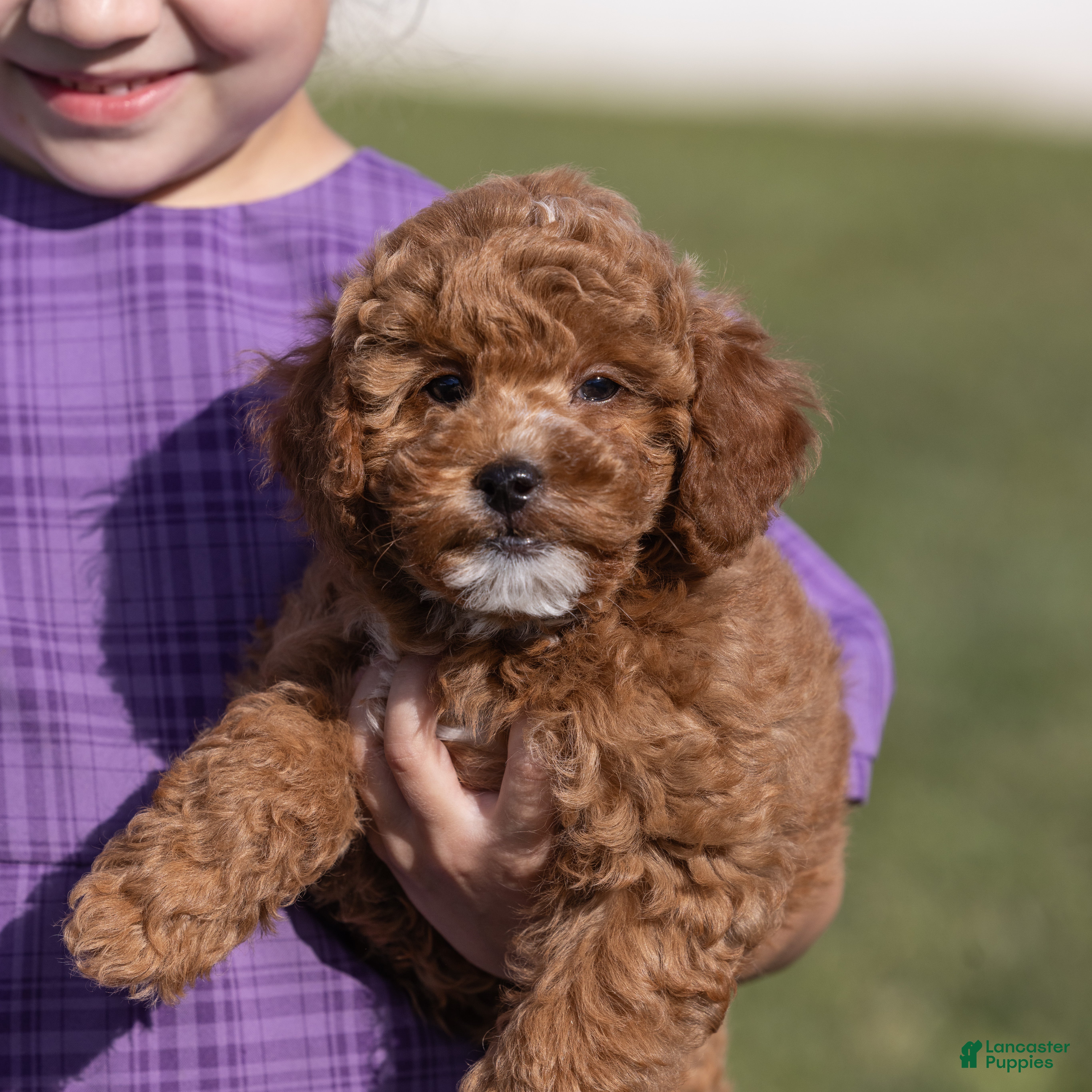 Miniature Poodle dogs Glee - Ad 1