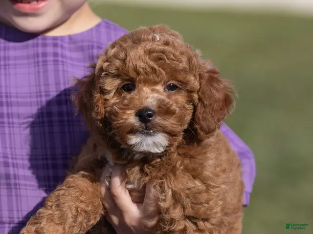 Miniature Poodle dogs for sale: Glee - Ad 2
