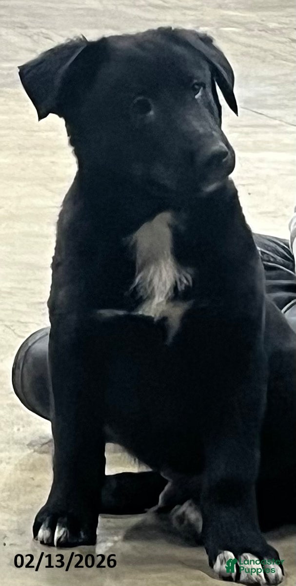 Mixed Breed dogs Cole - Ad 2