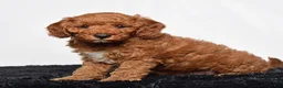 Mini Goldendoodle dogs for sale: Rio - Ad 3