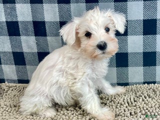 Miniature Schnauzer dogs Steve - Ad 33