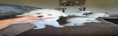 Bichon Frise Puppy 1
