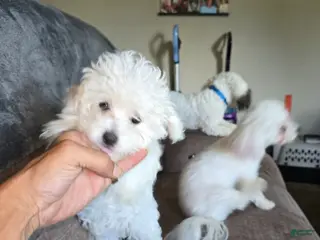 Bichon Frise dogs Bichon Frise Puppy 1 - Ad 10