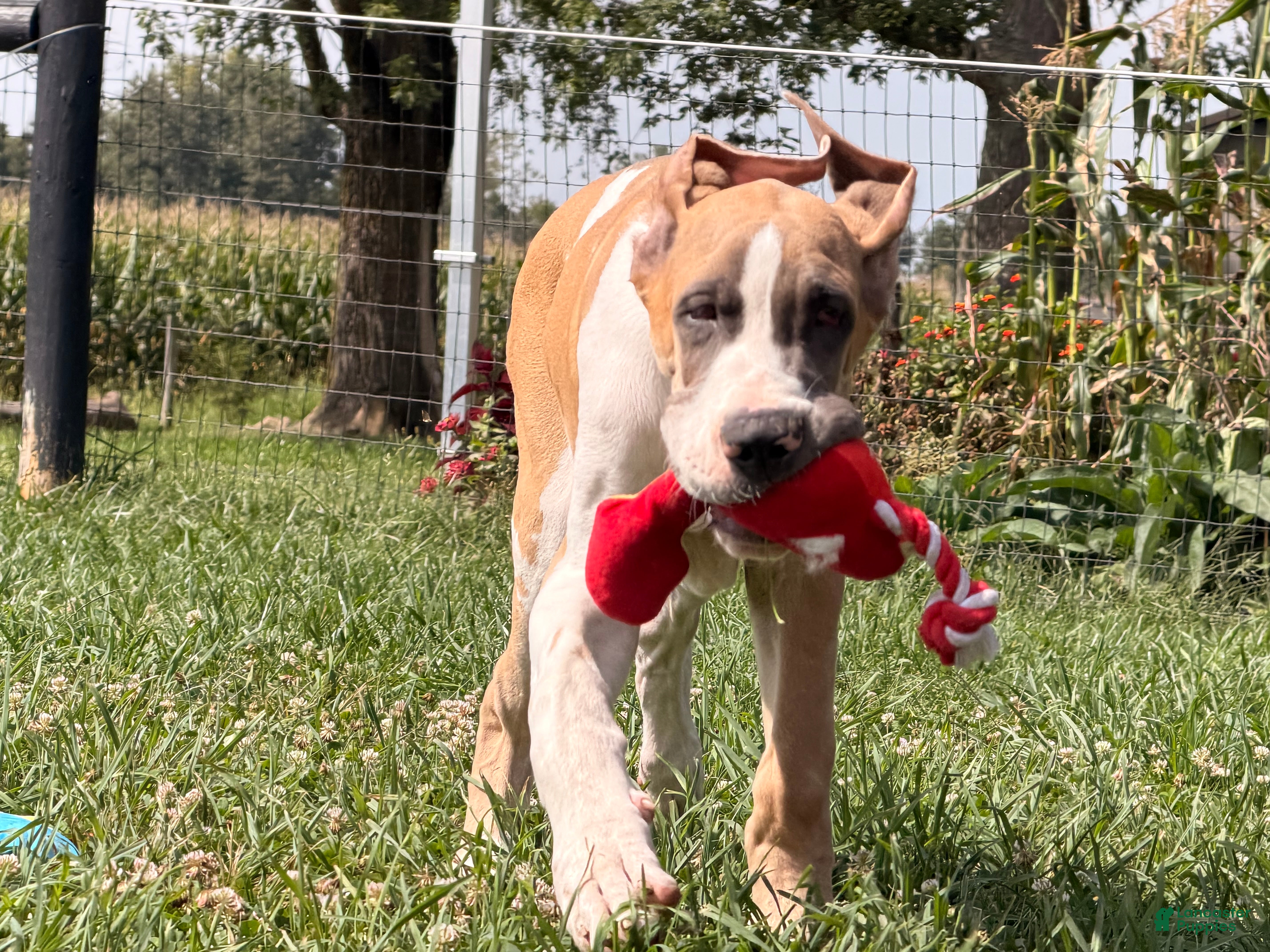 Great Dane dogs Parker Great Dane  - Ad 1