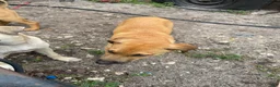 Mixed Breed dogs for sale: Hercules - Ad 2