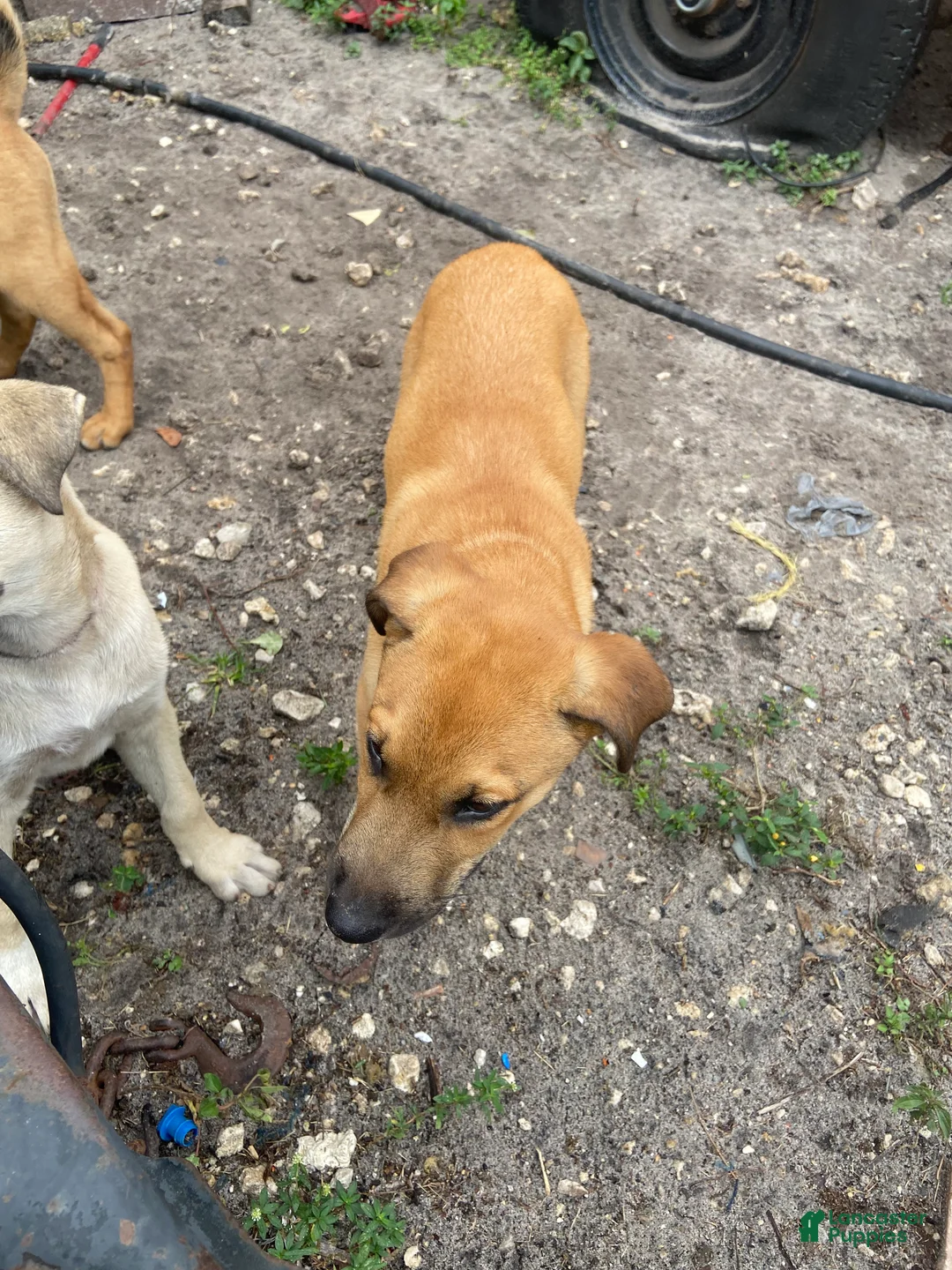 Mixed Breed dogs for sale: Hercules - Ad 2