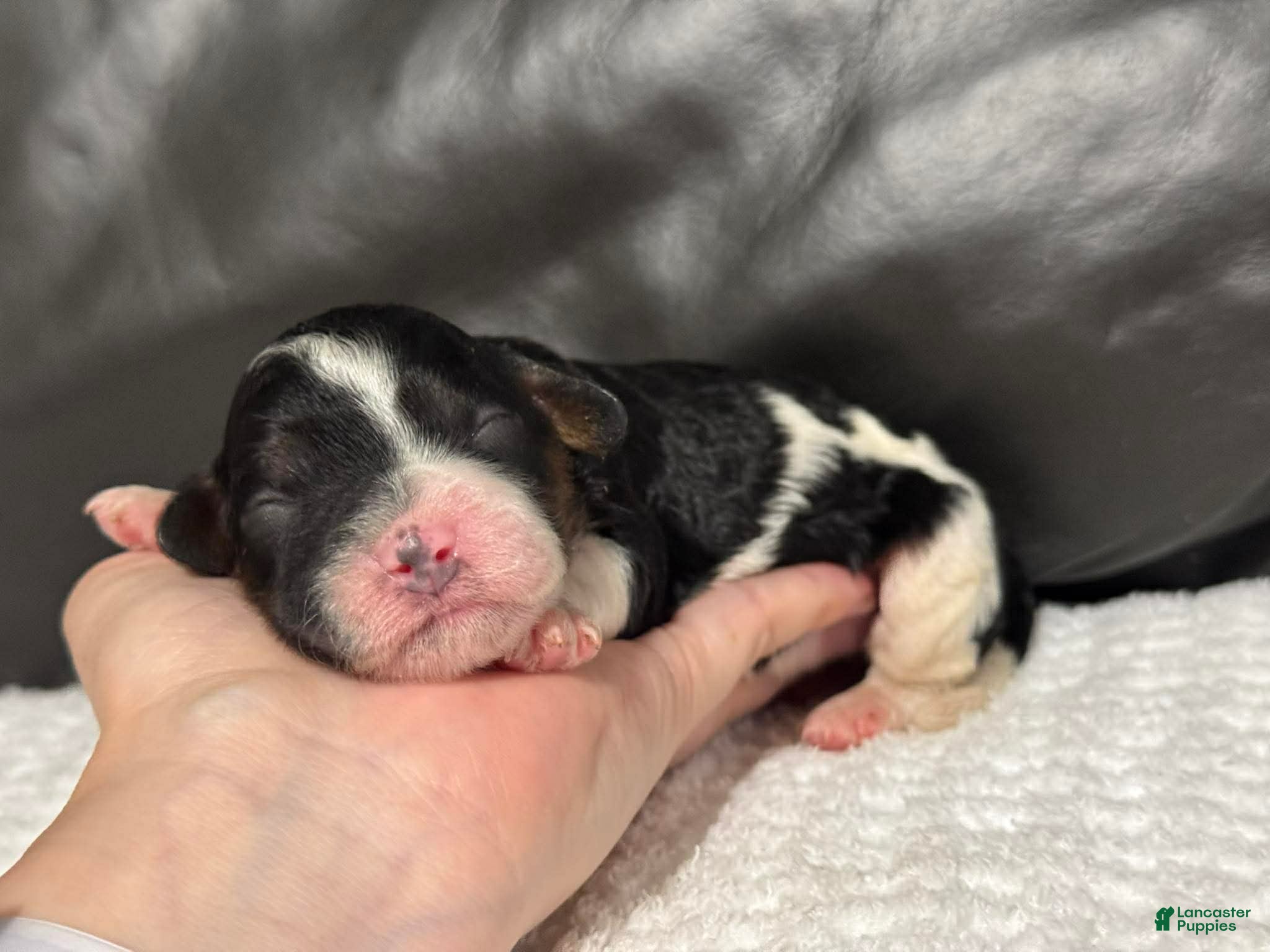 Cavapoo dogs Maggie - Ad 19