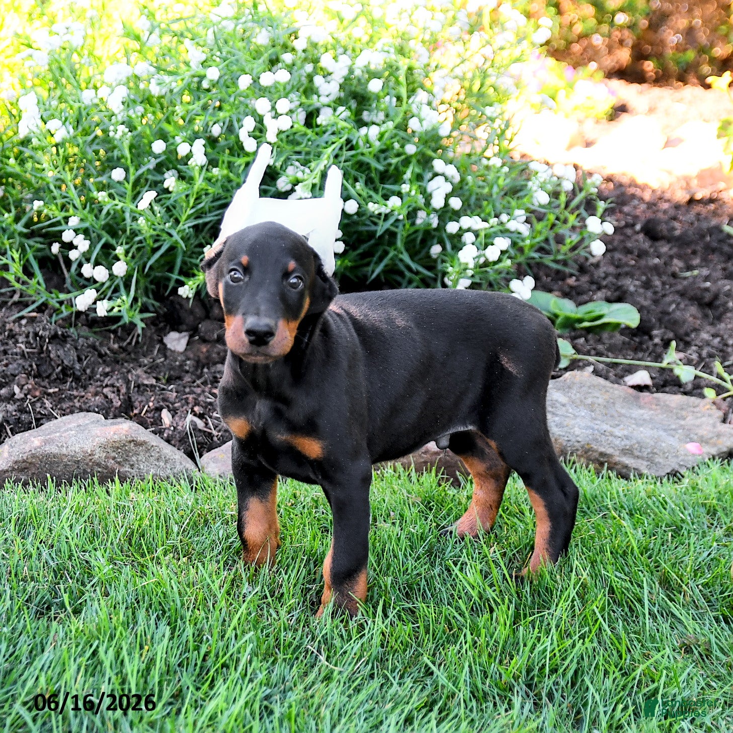 Doberman Pinscher dogs Ladron - Ad 2