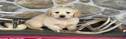 Golden Retriever dogs for sale: Abel - Ad 4