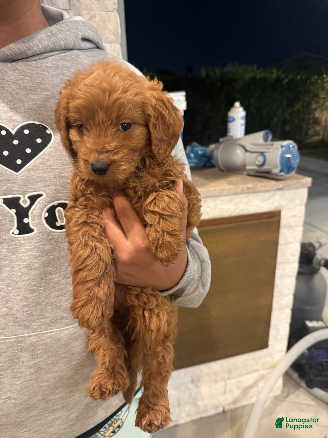 Goldendoodle dogs for sale: Goldendoodle Puppy 1 - Ad 2