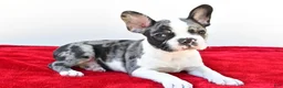 Frenchton dogs for sale: Bella  - Ad 8