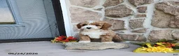 Mini Goldendoodle dogs for sale: Rocky - Ad 4