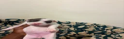 American Bully dogs for sale: American Bully 4 - Ad 3
