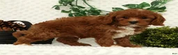 Cavapoo dogs for sale: Leo - Ad 6