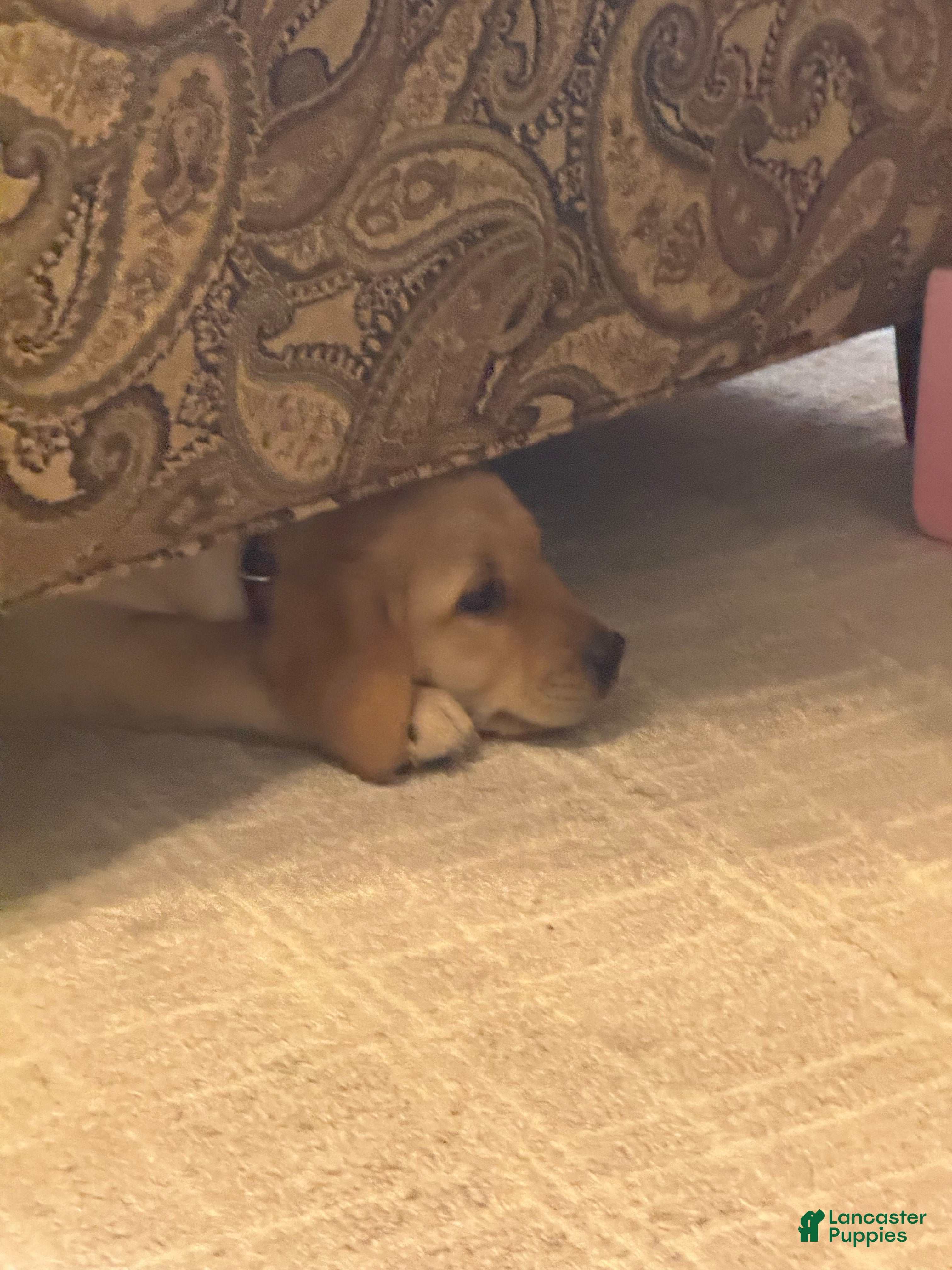 Labrador Retriever dogs Betty  - Ad 2