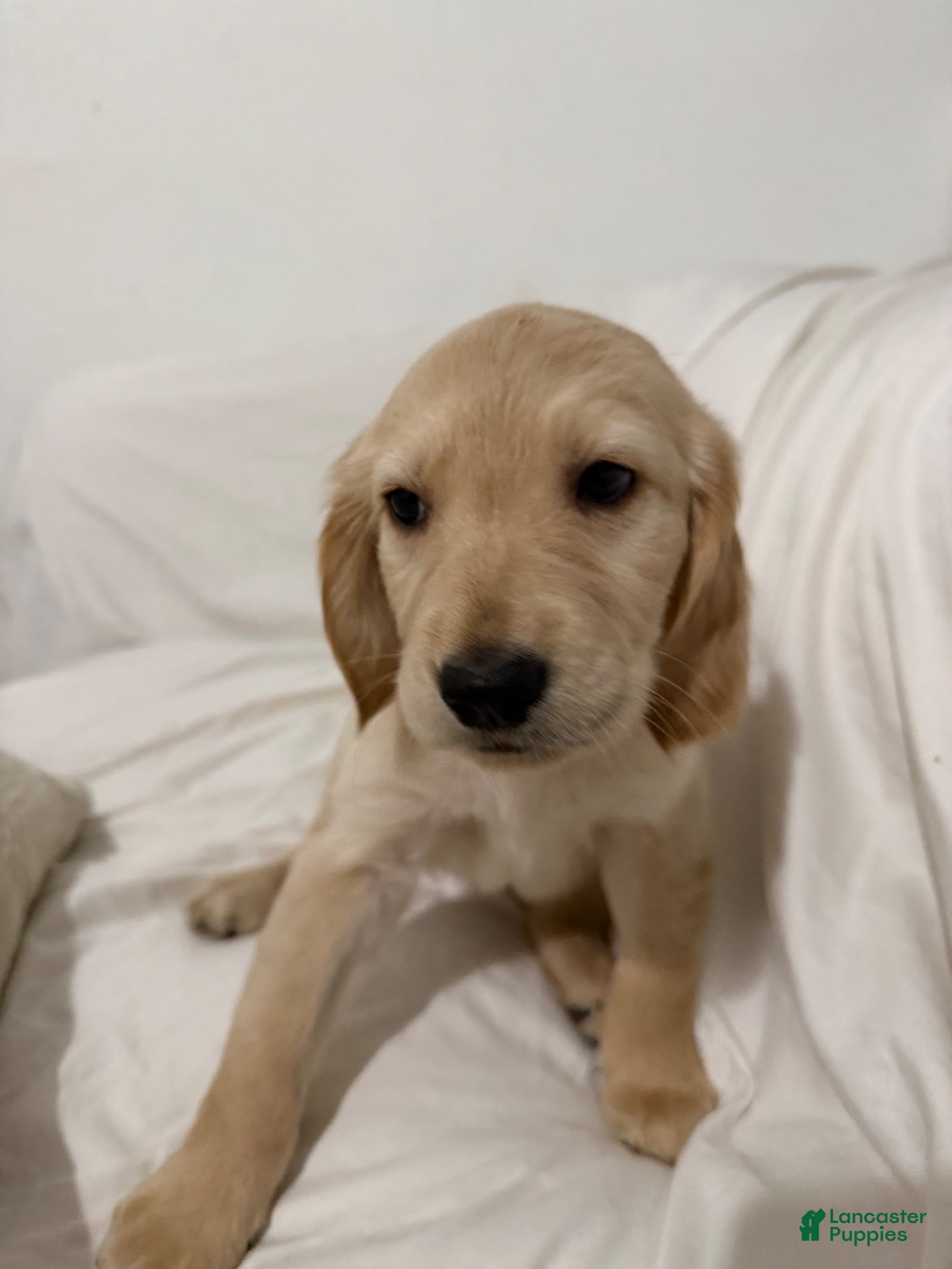 Golden Retriever dogs Capri - Ad 2