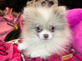 Pomeranian dogs Pomeranian Puppy 2 - Ad 20