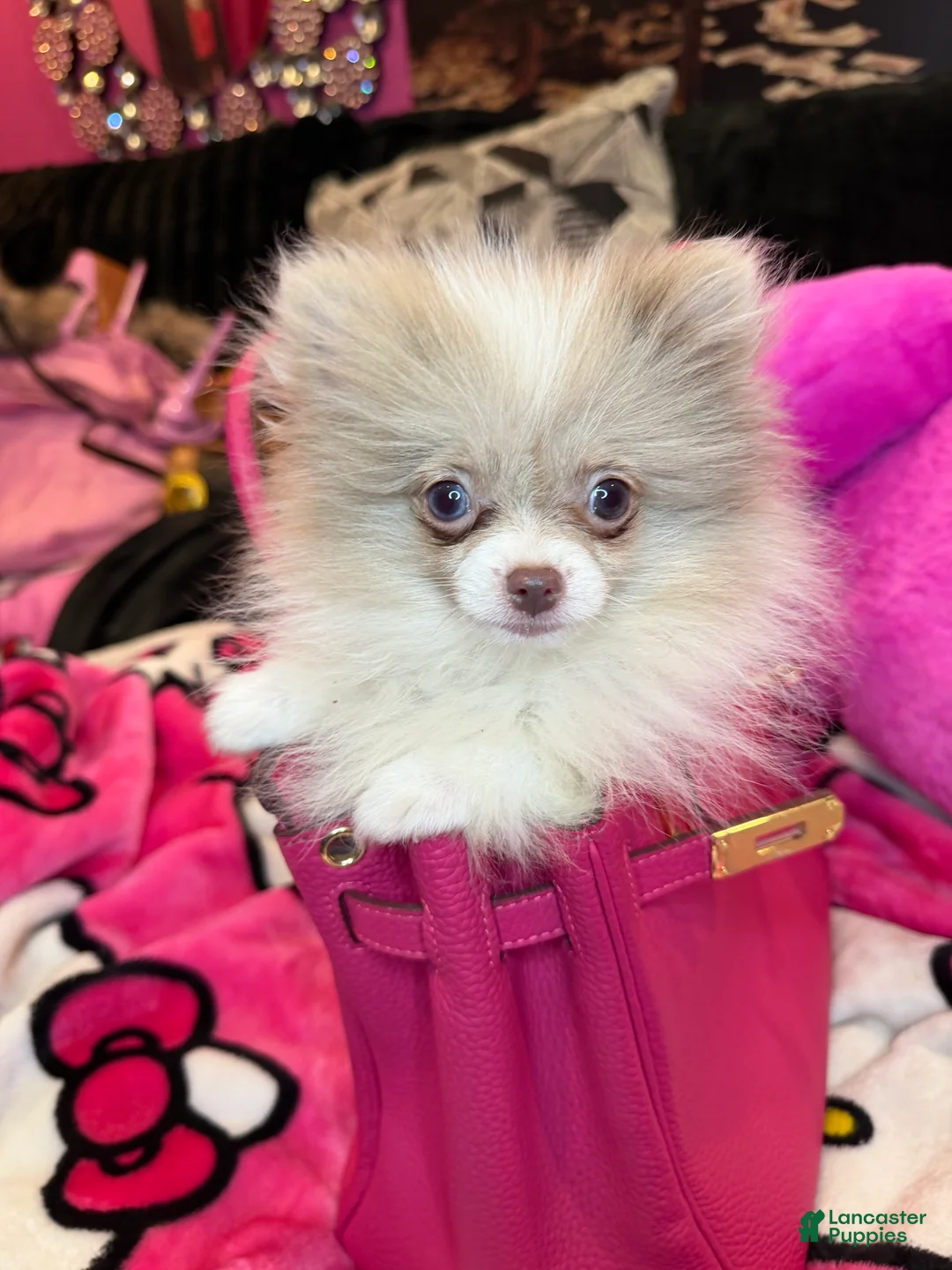 Pomeranian dogs for sale: Pomeranian Puppy 2 - Ad 1