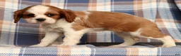 Cavalier King Charles Spaniel dogs for sale: Crystal - Ad 4