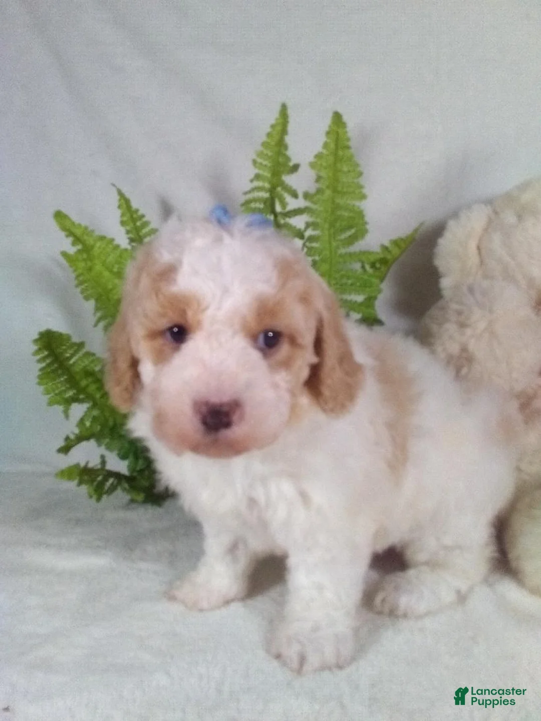 Bichpoo dogs for sale: Jasmine - Ad 3