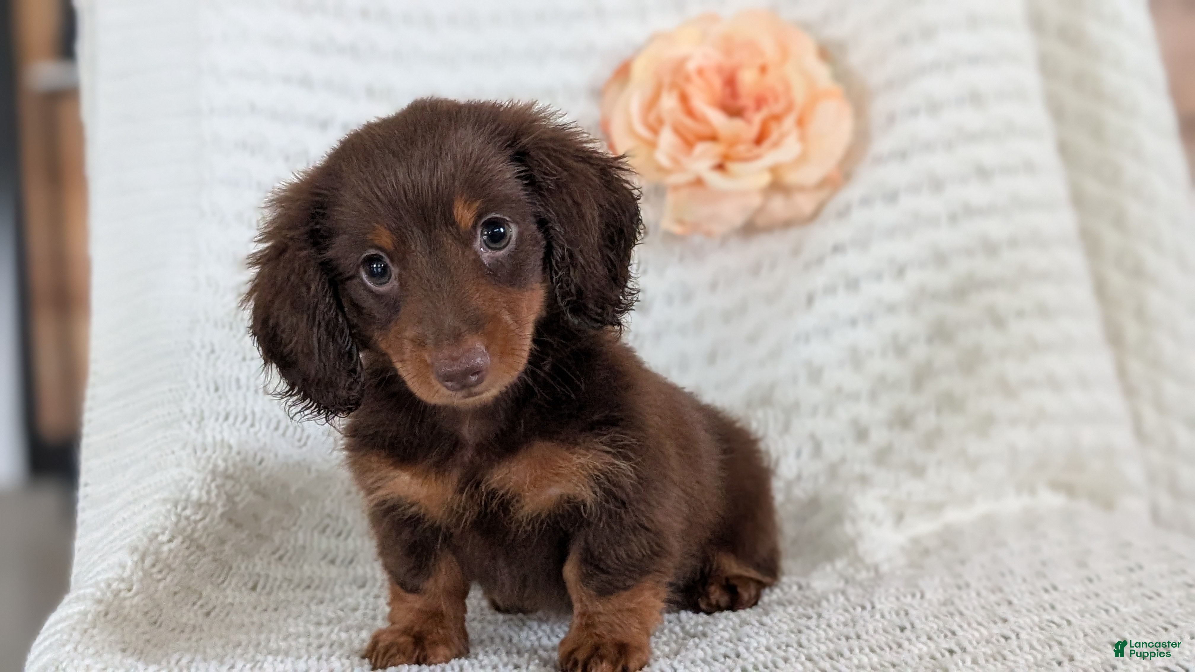 Miniature Dachshund dogs Zion - Ad 2