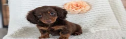 Miniature Dachshund dogs for sale: Zion - Ad 8